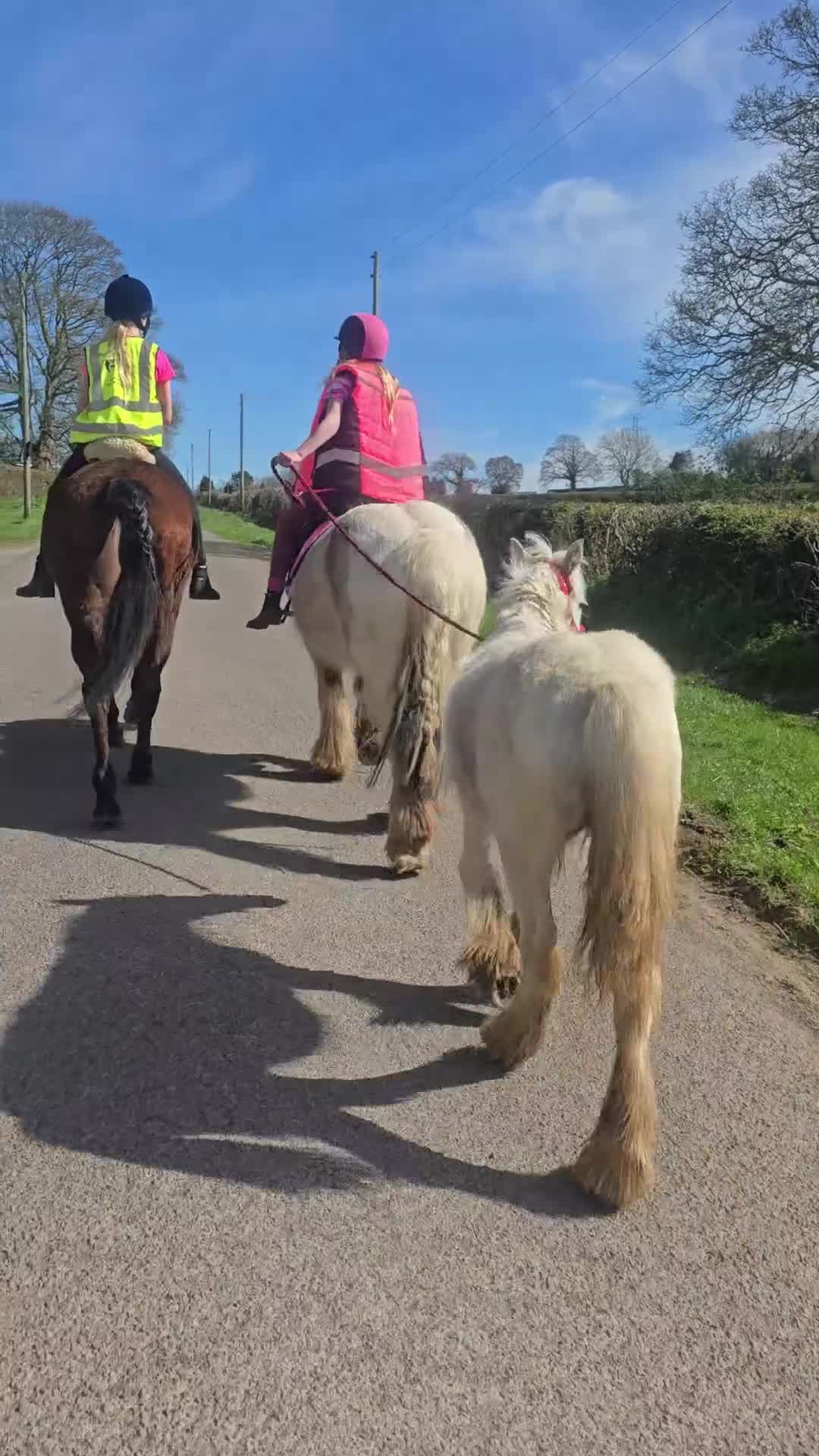Irish Cob horses for sale: super friendly TGCA filly - Video 2