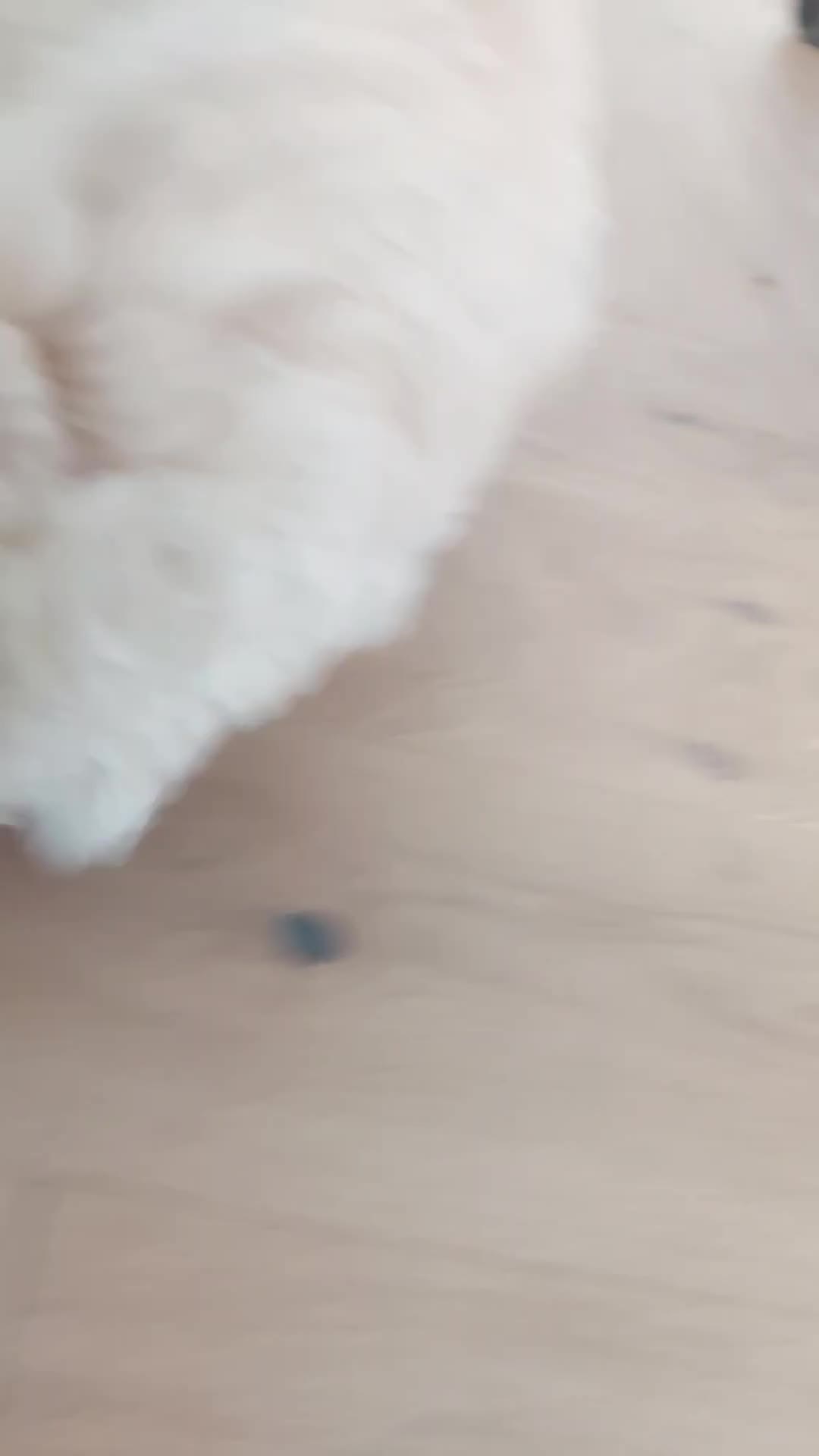 Maltipoo dogs for sale: Asian Teddy Toy Maltipoos - Rare Size, Home Raised - Video 1