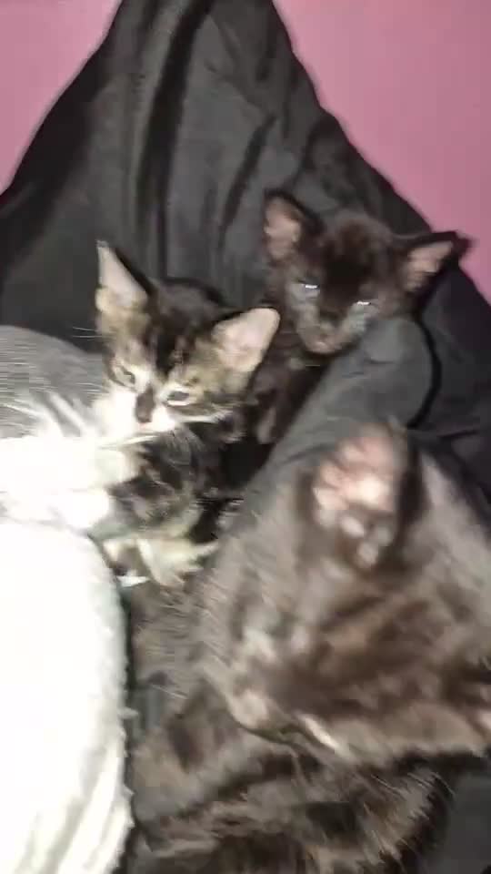 Bengal cats for sale: BENGAL❌breed - Video 1