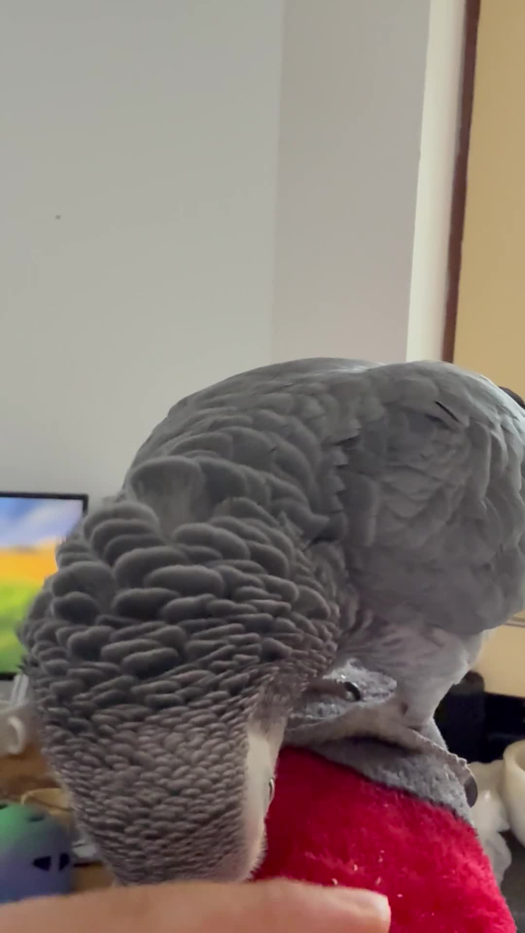Parrots birds for sale: African Grey Parrot for Sale-Moving Abroad in London - Video 2