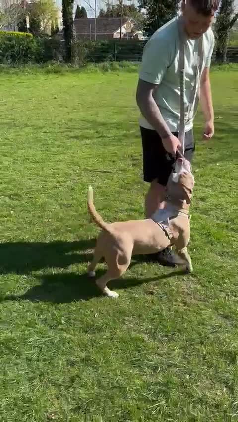 Staffordshire Bull Terrier dogs for sale: With a heavy heart having to rehome beautiful Nova - Video 1