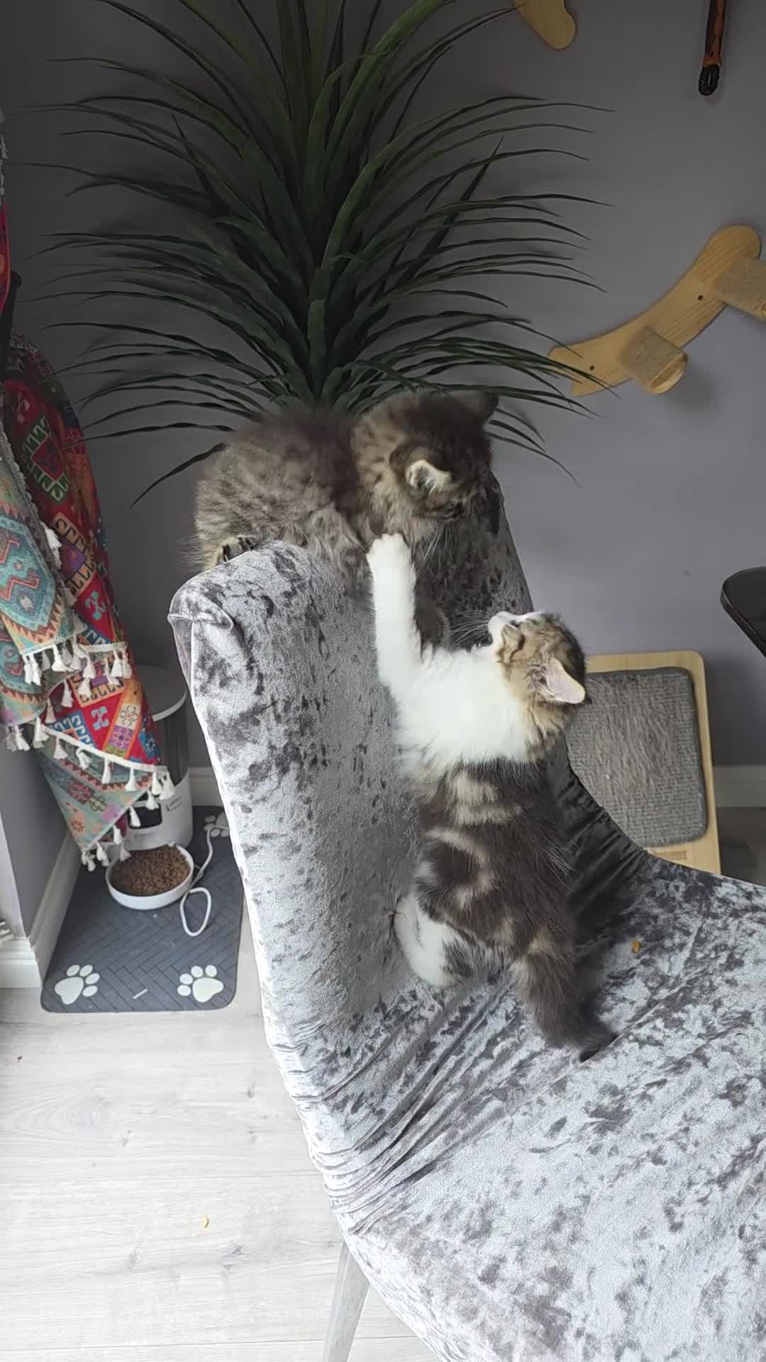Mixed Breed cats for sale: Adorable Ragdoll X Norwegian forest Kittens  - Video 3