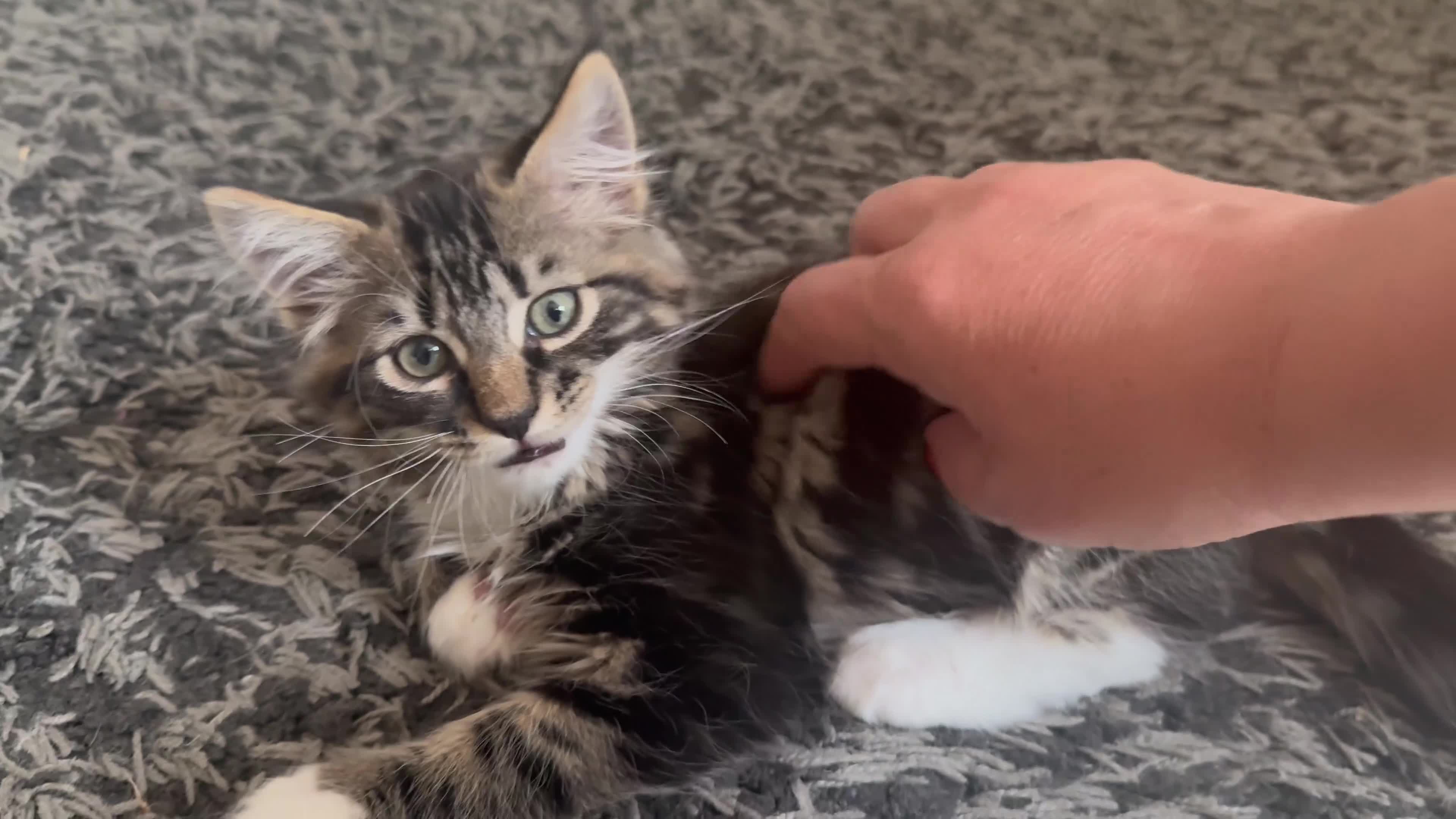 Mixed Breed cats for sale: Maine Coon Mixed Kittens Tabby & Tuxedo Richmond - Video 4