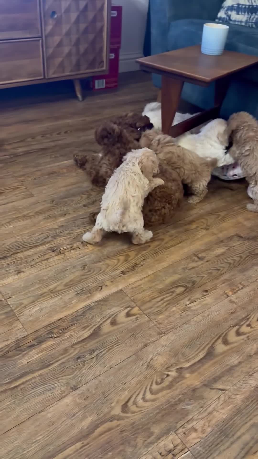 Cockapoo dogs for sale: F2b Cockapoo well handled & social  - Video 2