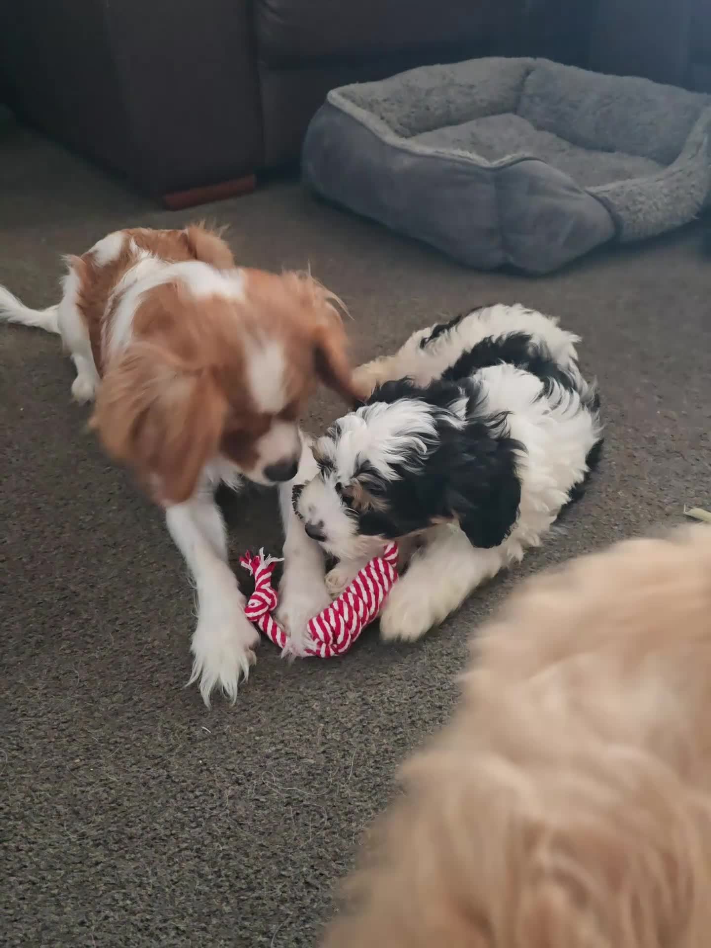 Cavapoo dogs for sale: 🐾Cavapoo: Litter Embark DNA Tested, Sire KC Reg🐾 - Video 2