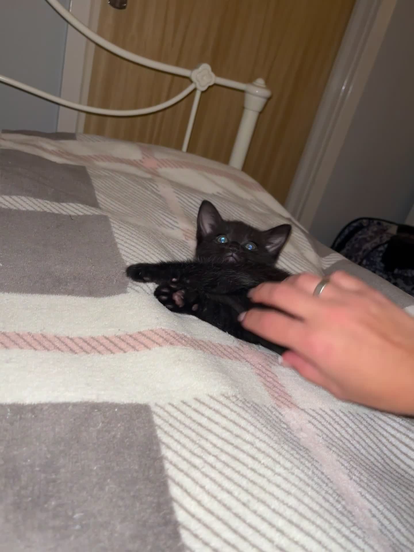 Mixed Breed cats for sale: 3 lovely kittens ready for their new homes 🥰 - Video 2