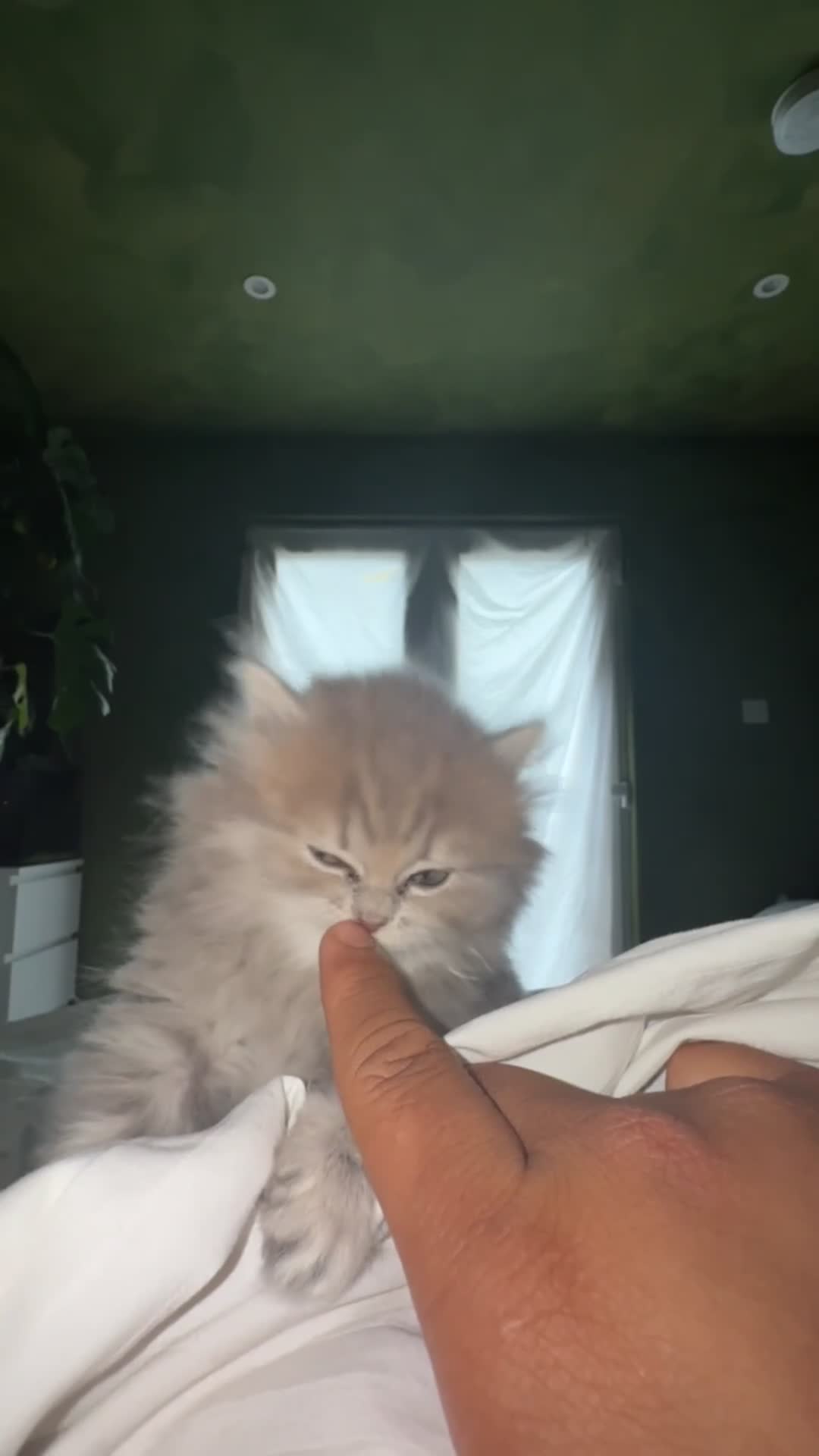British Longhair cats for sale: Luxury British Longhair Kitten | TICA Registered - Video 2