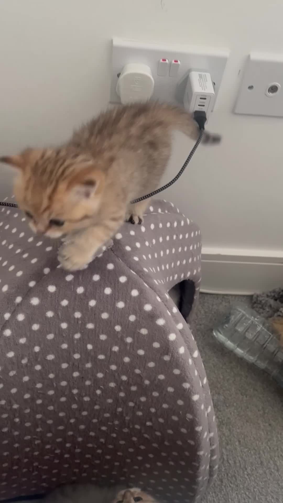 British Shorthair cats for sale: Two golden British Shorthair females - Video 4