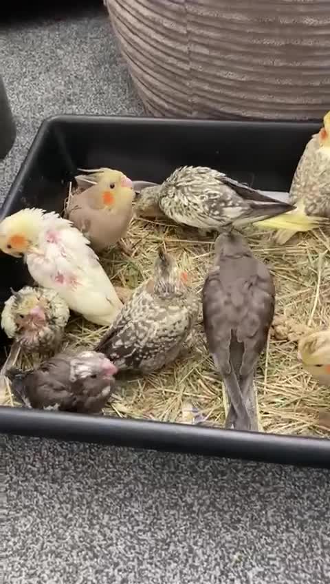 Cockatiels birds for sale: Baby hand reared cockatiels  - Video 1