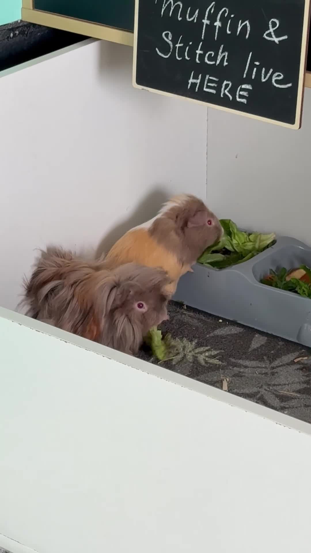 Guinea Pig rodents for sale: Two bonded brothers guinea pig babies  - Video 1