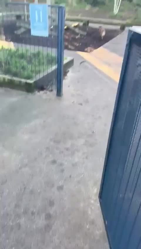 Mixed Breed dogs for adoption: Fajitas for adoption - Video 1