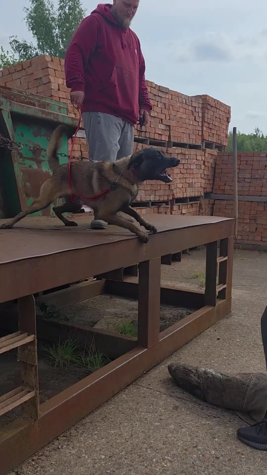 Belgian Shepherd Dog dogs for sale: belguim malinois free training provided - Video 1