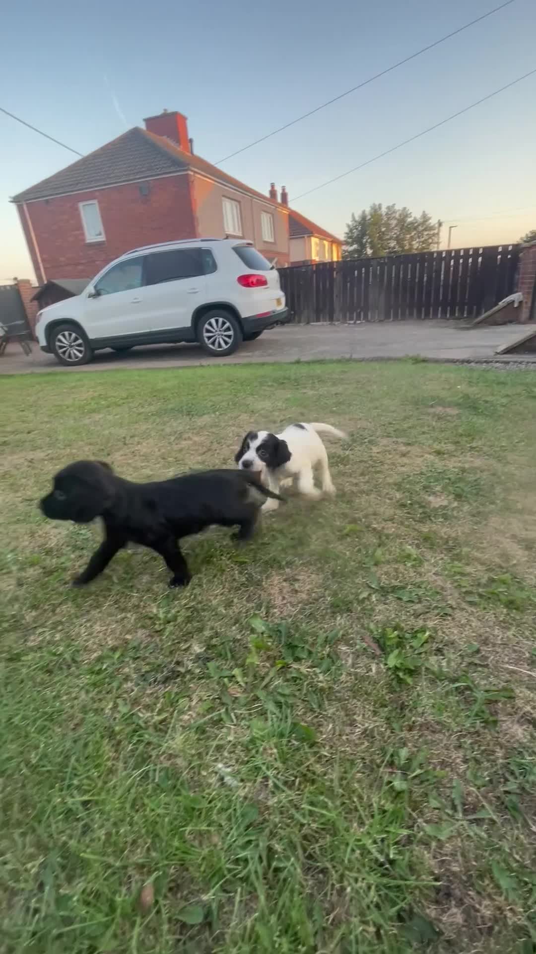 Cocker Spaniel dogs for sale: Cocker spaniel puppies🤩 - Video 1