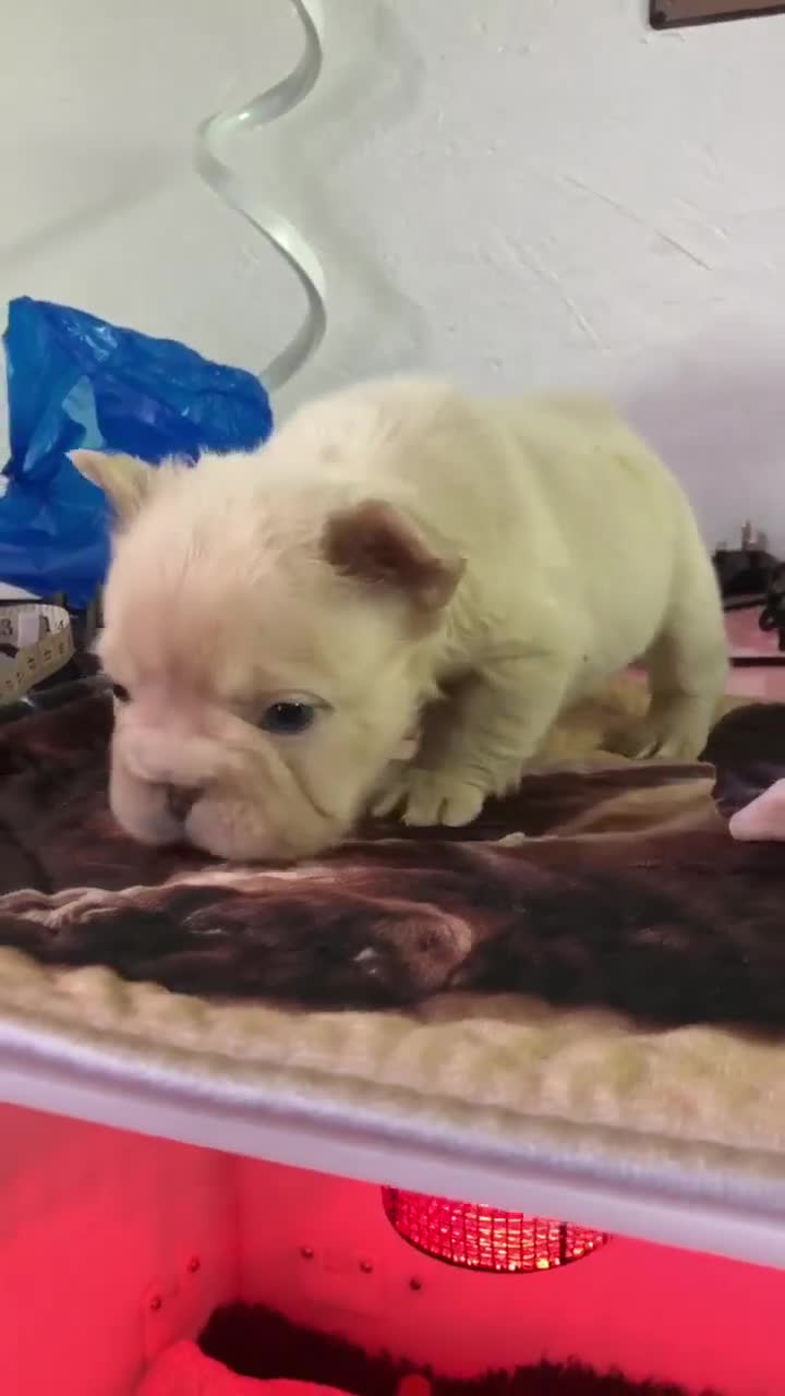 French Bulldog dogs for sale: FLUFFY  **  FULL FLUFFY FRENCHBULLDOGS😍😍 - Video 3