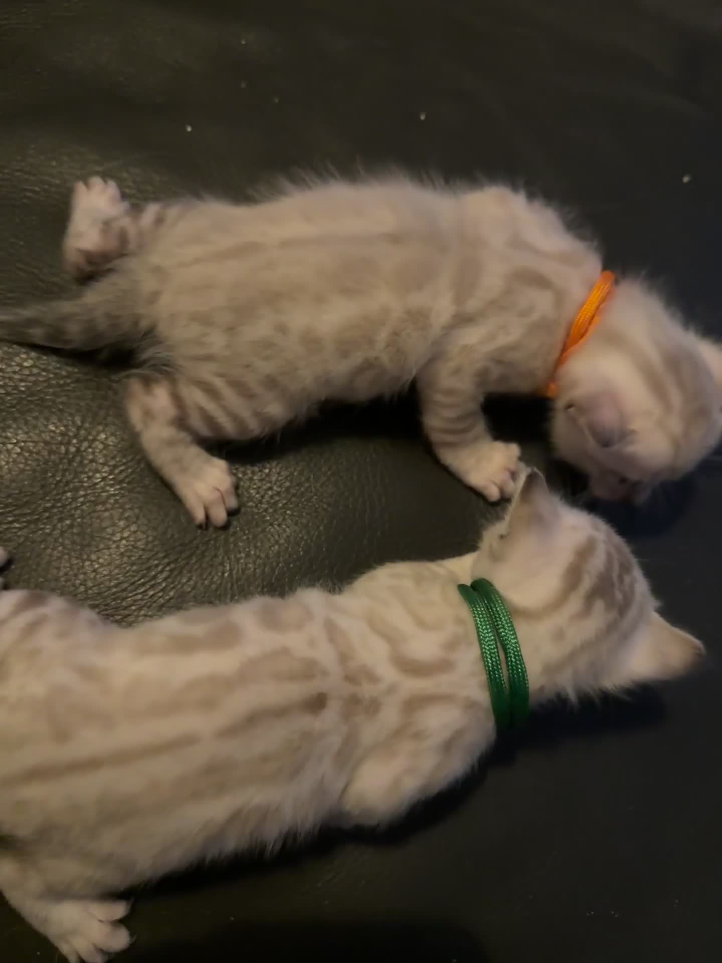 Bengal cats for sale: 2 snow lynx point boys - Tica available   - Video 3
