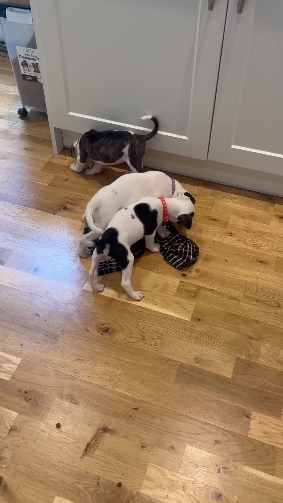 American Bulldog dogs for sale: American bulldog puppies  - Video 3