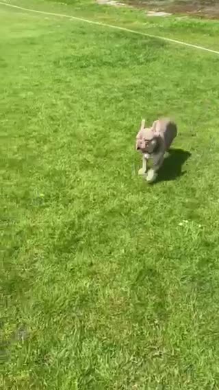 French Bulldog dogs for stud: Now FBCE GOLD! x OFFER- Fertility package inc in Matlock - Video 3