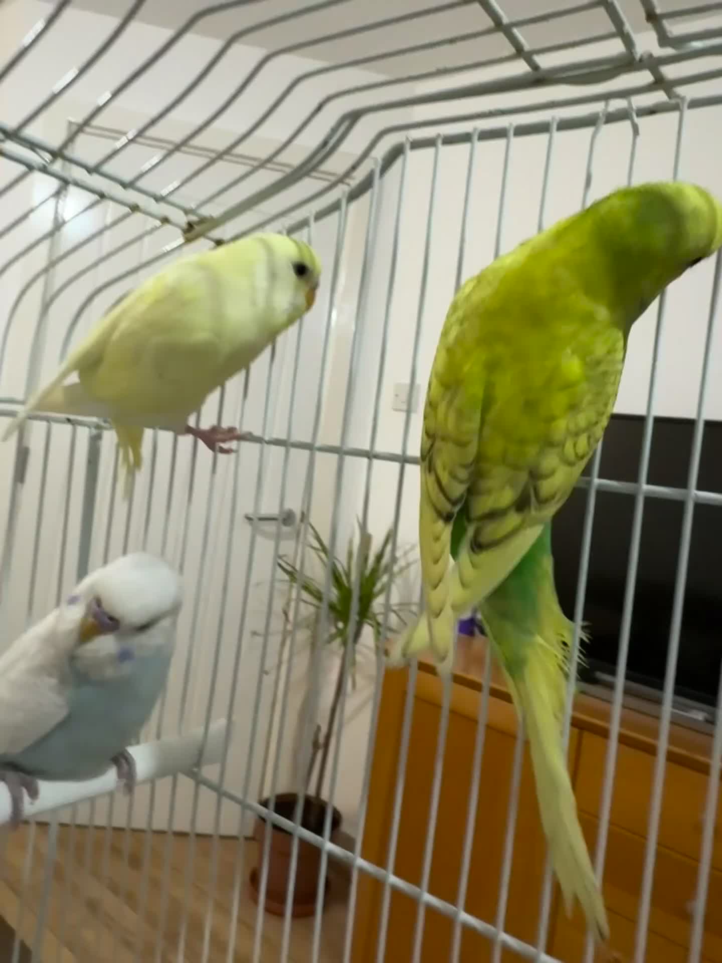 Budgerigars birds for sale: Baby Budgies for sale - Video 2