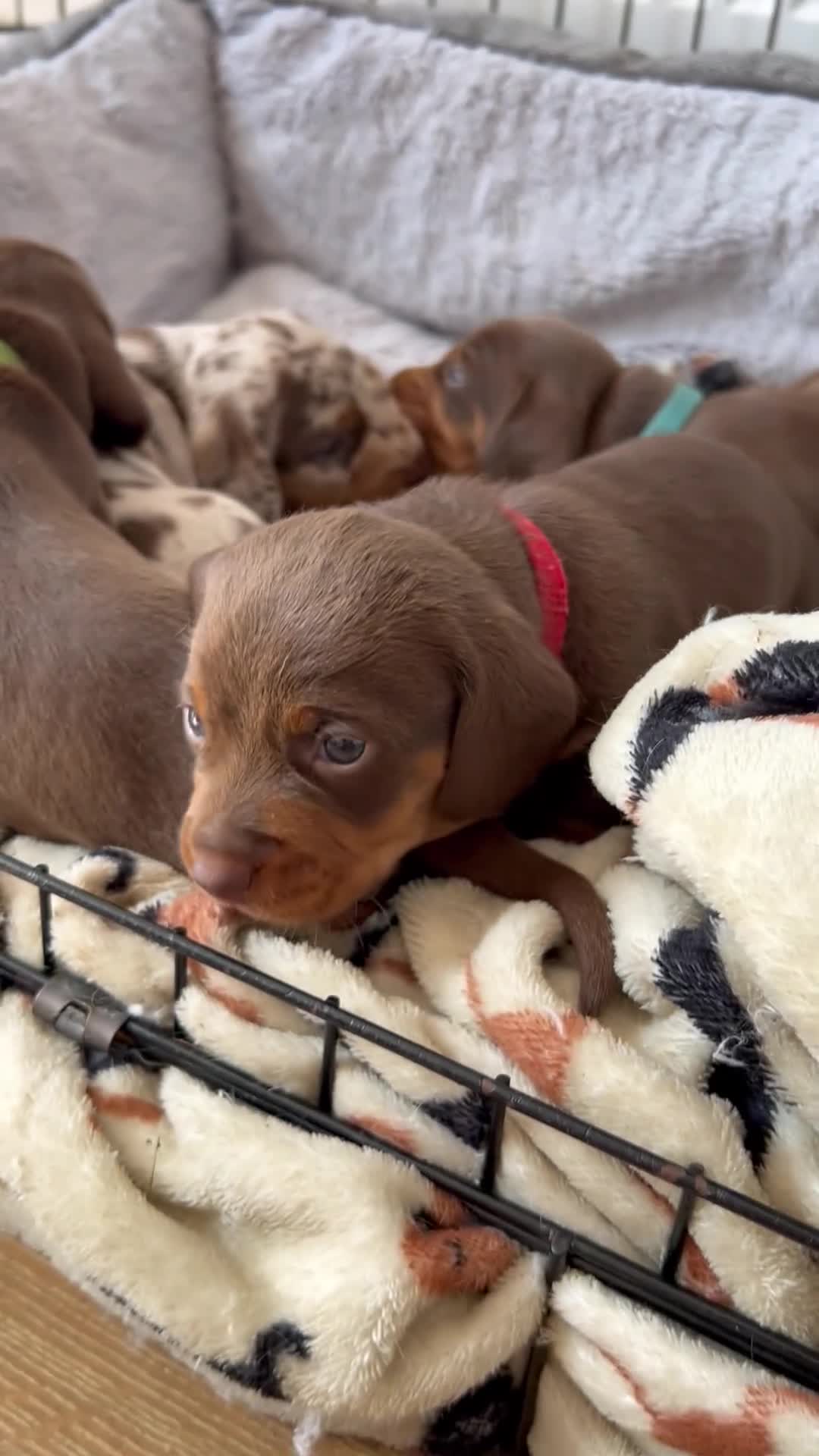 Dachshund dogs for sale: REDUCED*1 LEFT!! *BEAUTIFUL Miniature Dachshund's  - Video 3