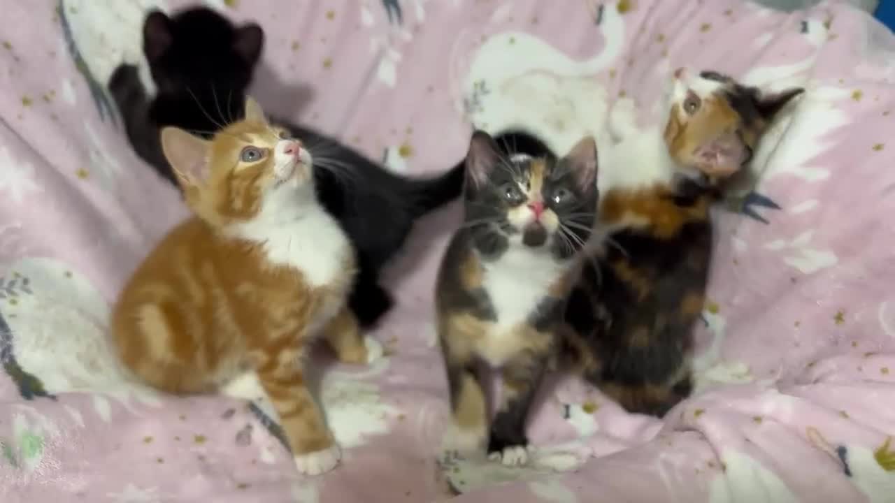 Mixed Breed cats for sale: Orange white black kittens - Video 1