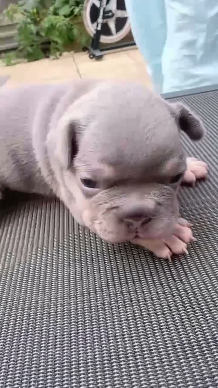 French Bulldog dogs for sale: Gorgeous French Bulldog Puppies - Ready Now⁠ - Video 1