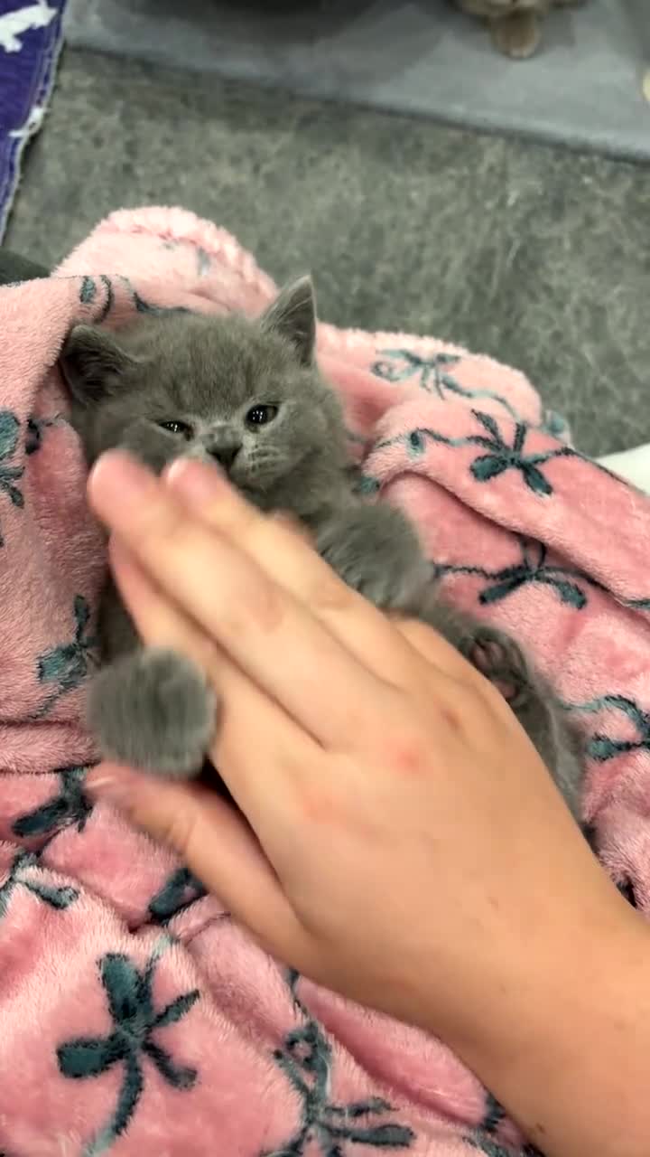 British Shorthair cats for sale: BSH ready to go! Pedigree parents both can be seen - Video 1