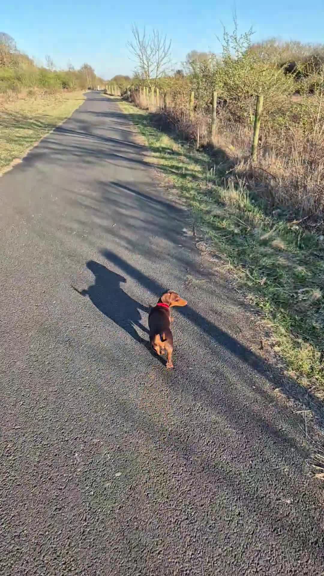 Miniature Dachshund dogs for stud: STUD available  - Video 2