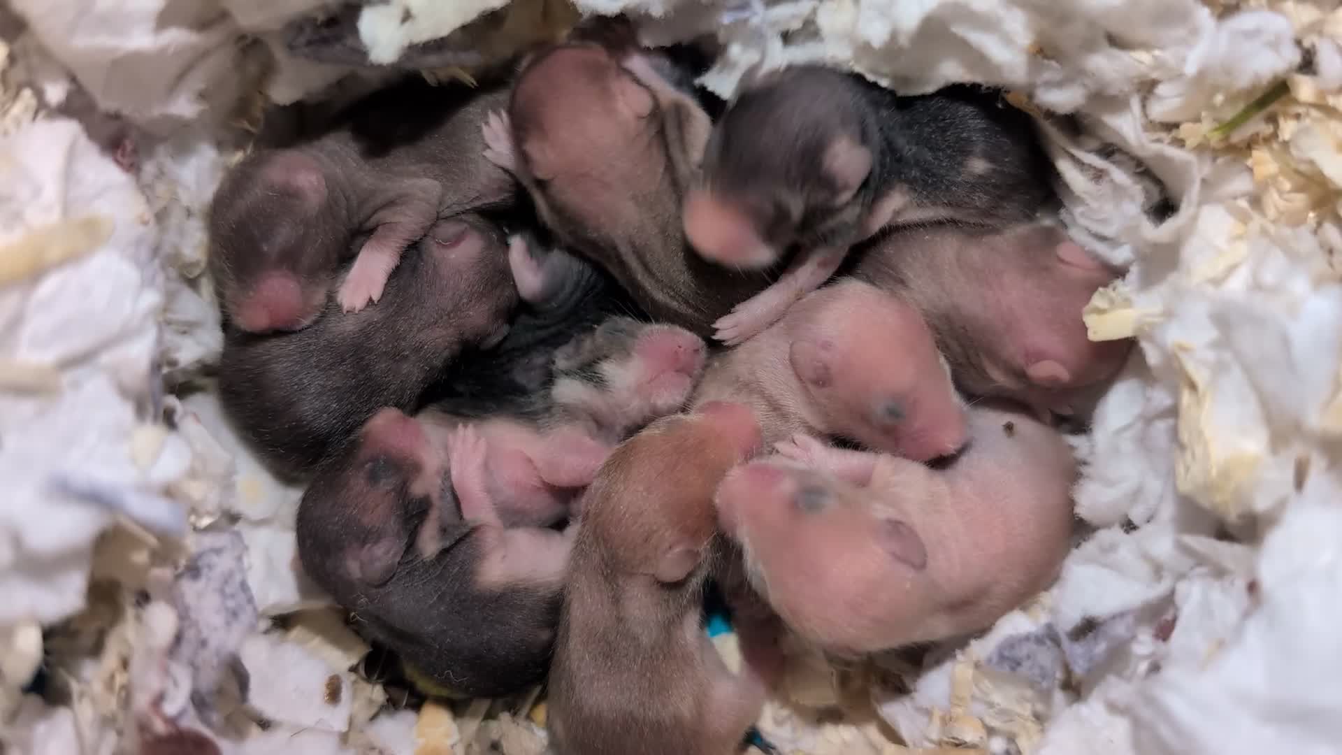 Hamster rodents for sale: Pedigree syrian hamsters  - Video 1