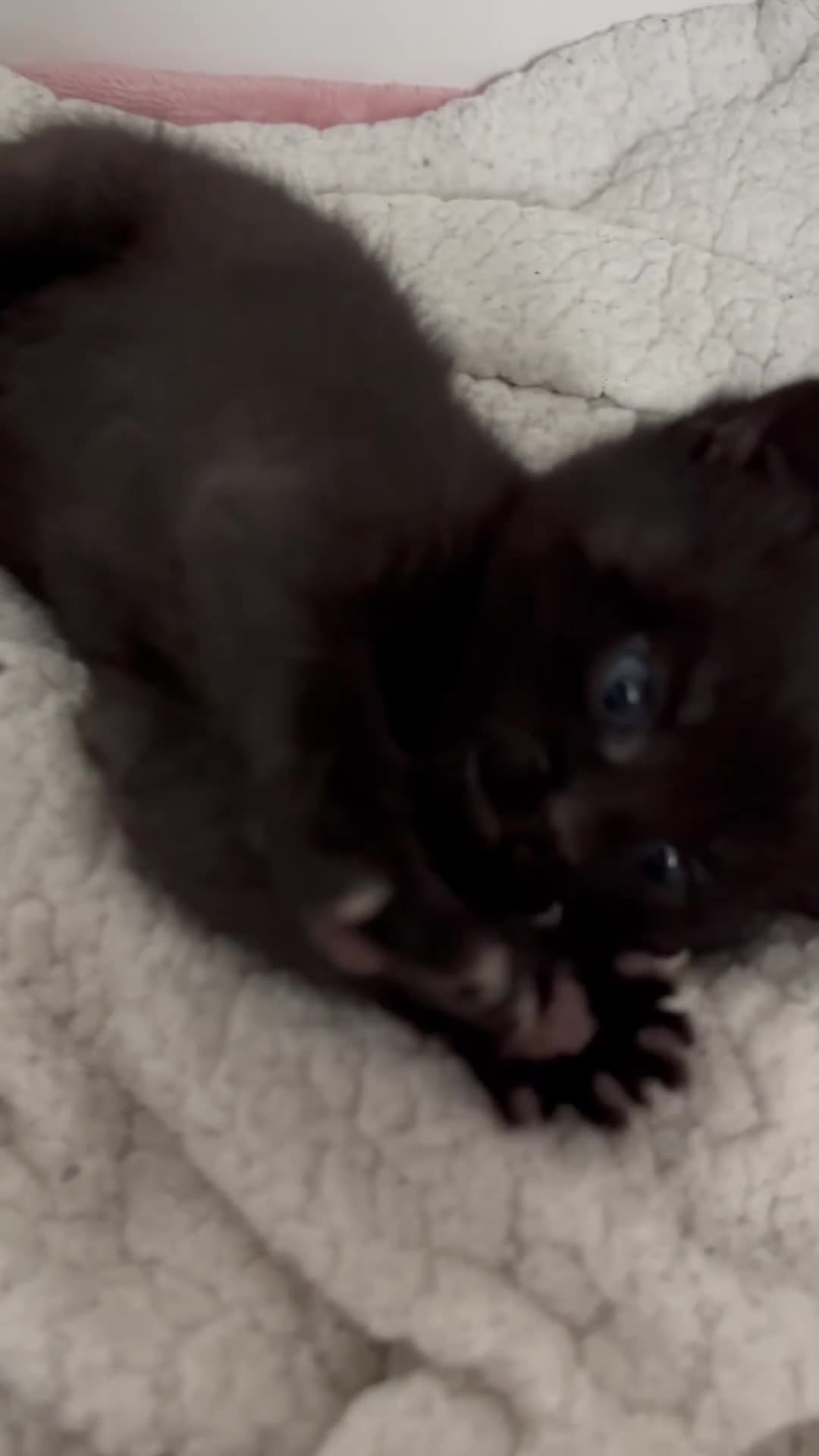 Mixed Breed cats for sale: Black Domestic Shorthair Kittens - Video 1