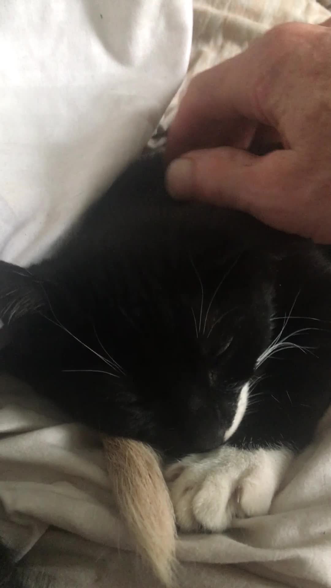 American Shorthair cats for sale: Beyond STUNNING Litter bred by Pure Love & 6* mum - Video 5