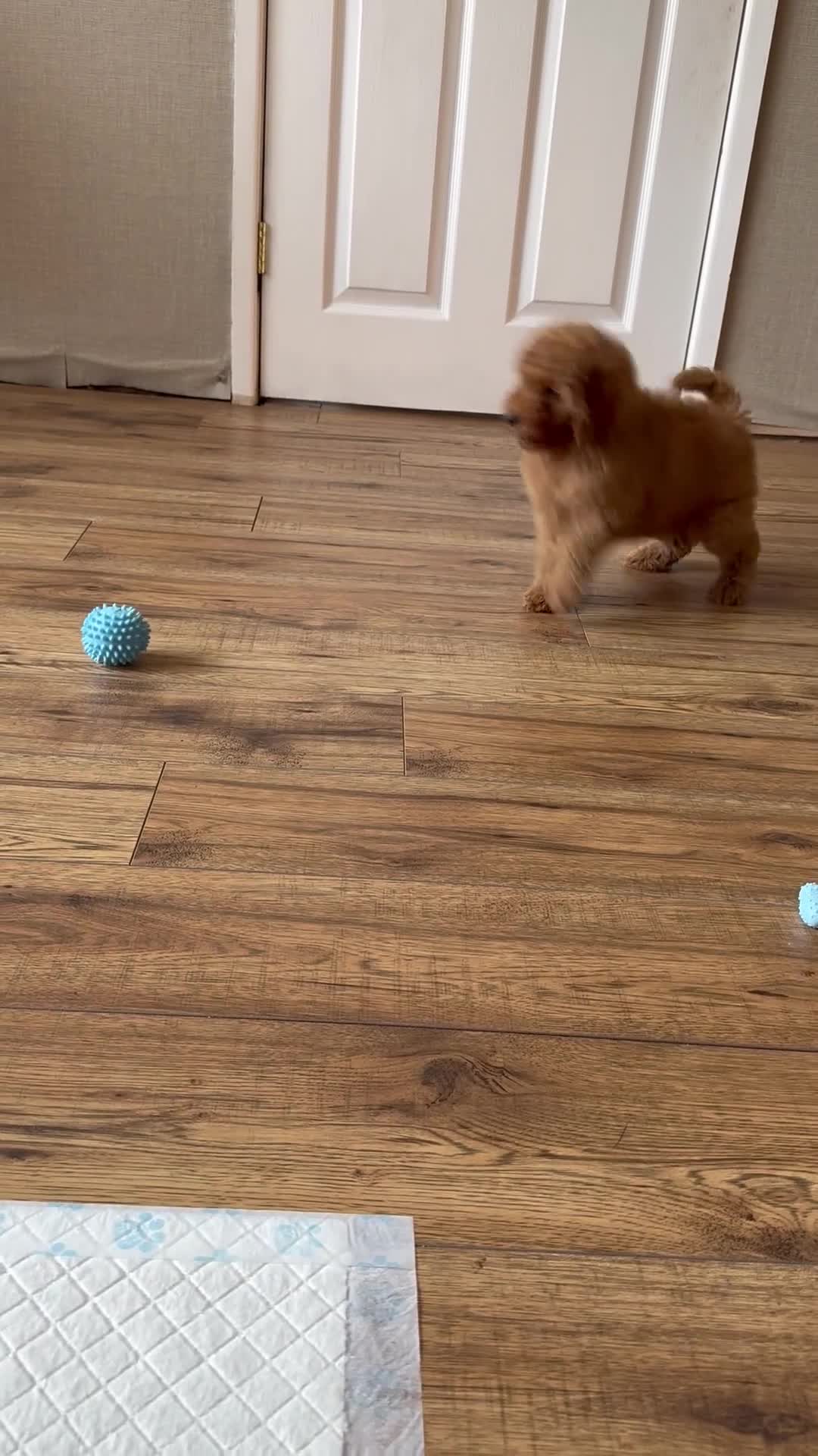 Cavapoo dogs for sale: ** REDUCED - READY NOW ** F1B Cavapoo Puppiess - Video 2
