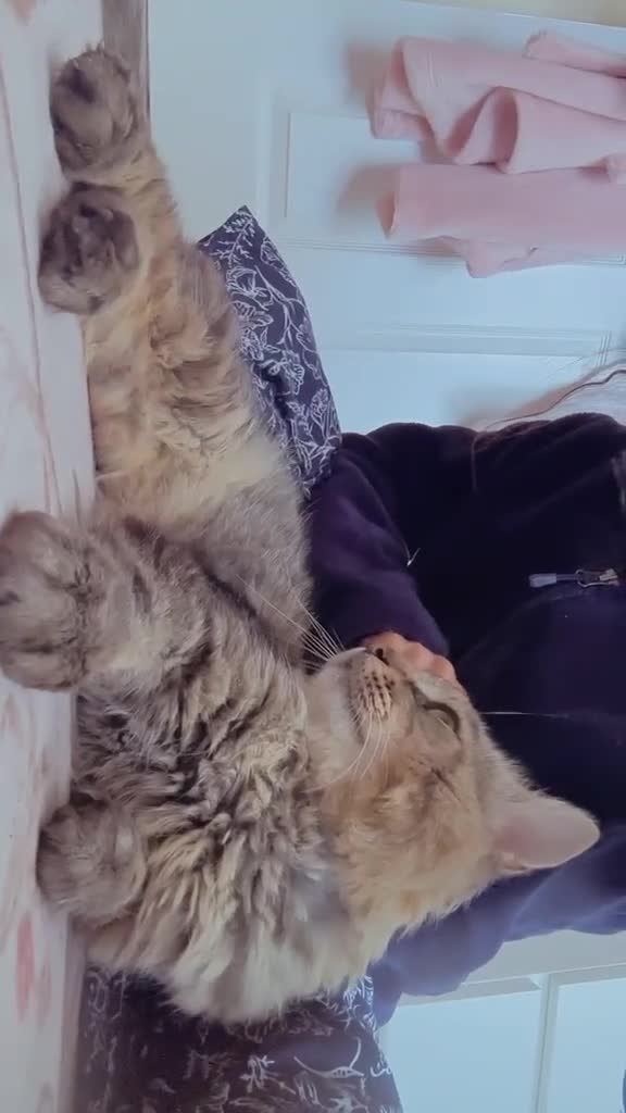 Maine Coon cats for sale: Mushmush the sweet boy in Bristol - Video 1