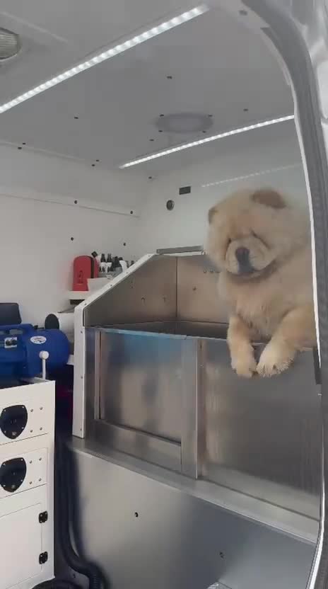 Chow Chow dogs for sale: DWKC registered male chow chow  - Video 3