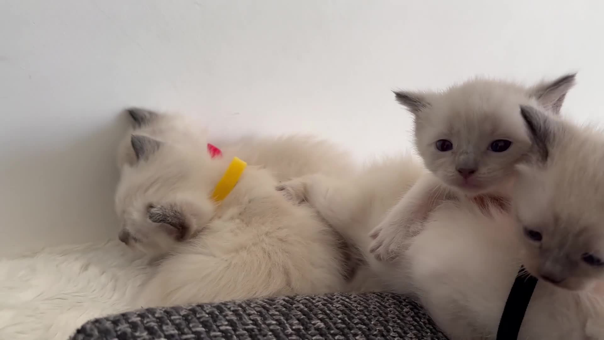 Siamese cats for sale: 4 Beautiful female siamese kittens available - Video 4