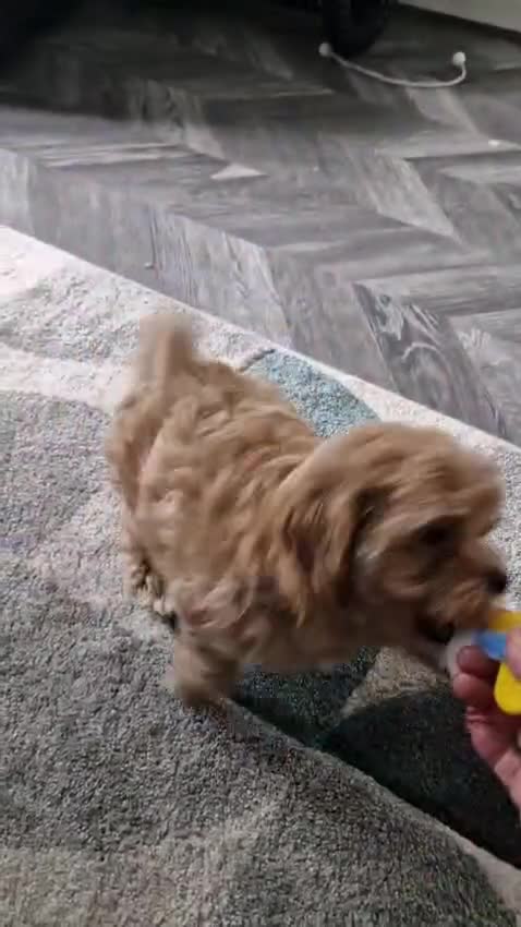 Maltipoo dogs for sale: Absolutely gorgeous maltipoo puppies  - Video 1