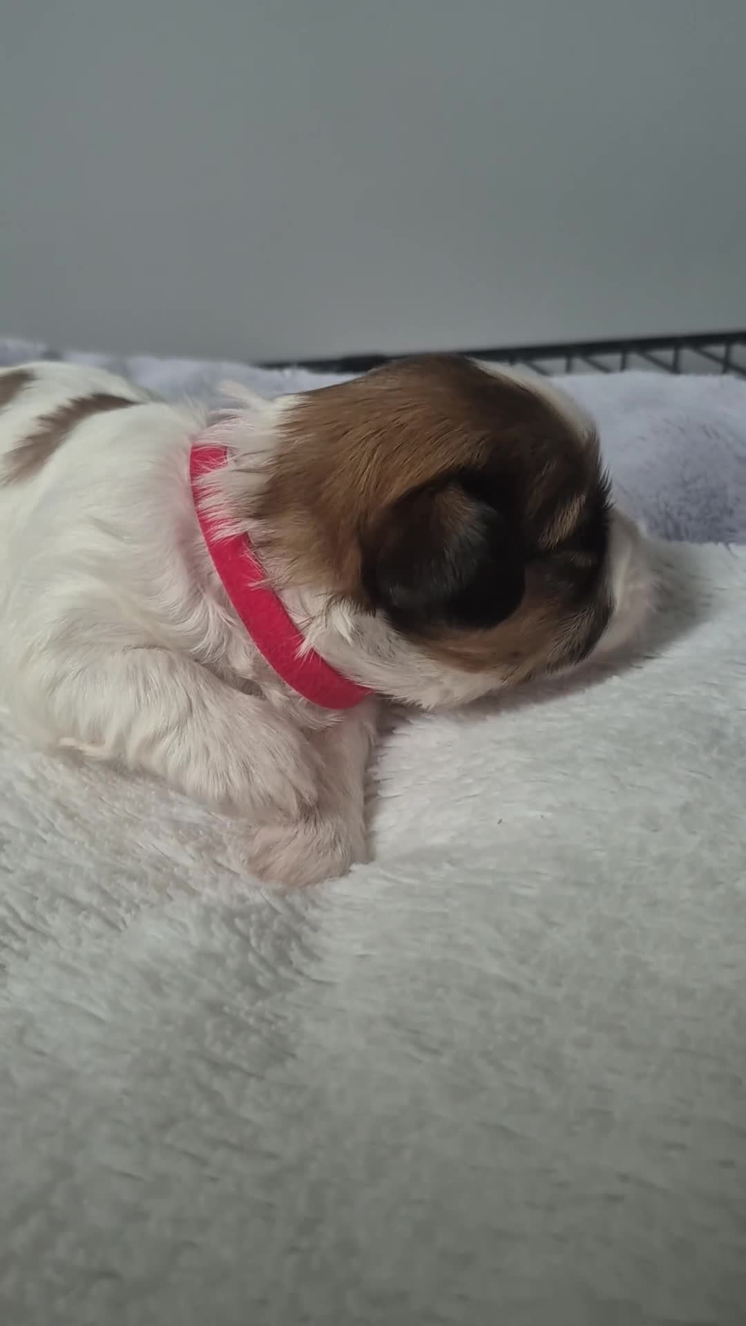 Shih Tzu dogs for sale: Shih tzu - Video 3