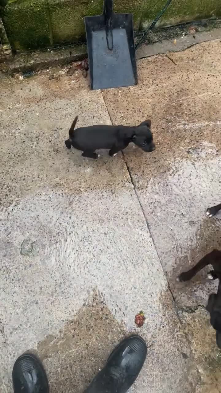 Patterdale Terrier dogs for sale: Patterdale puppy for sale  - Video 2