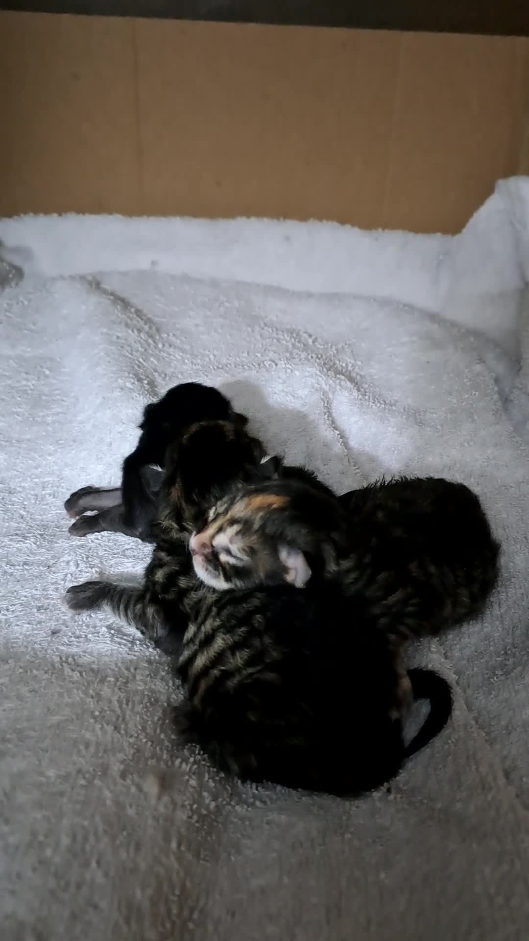 Maine Coon cats for sale: Maine Coon Kittens for Sale - Video 4