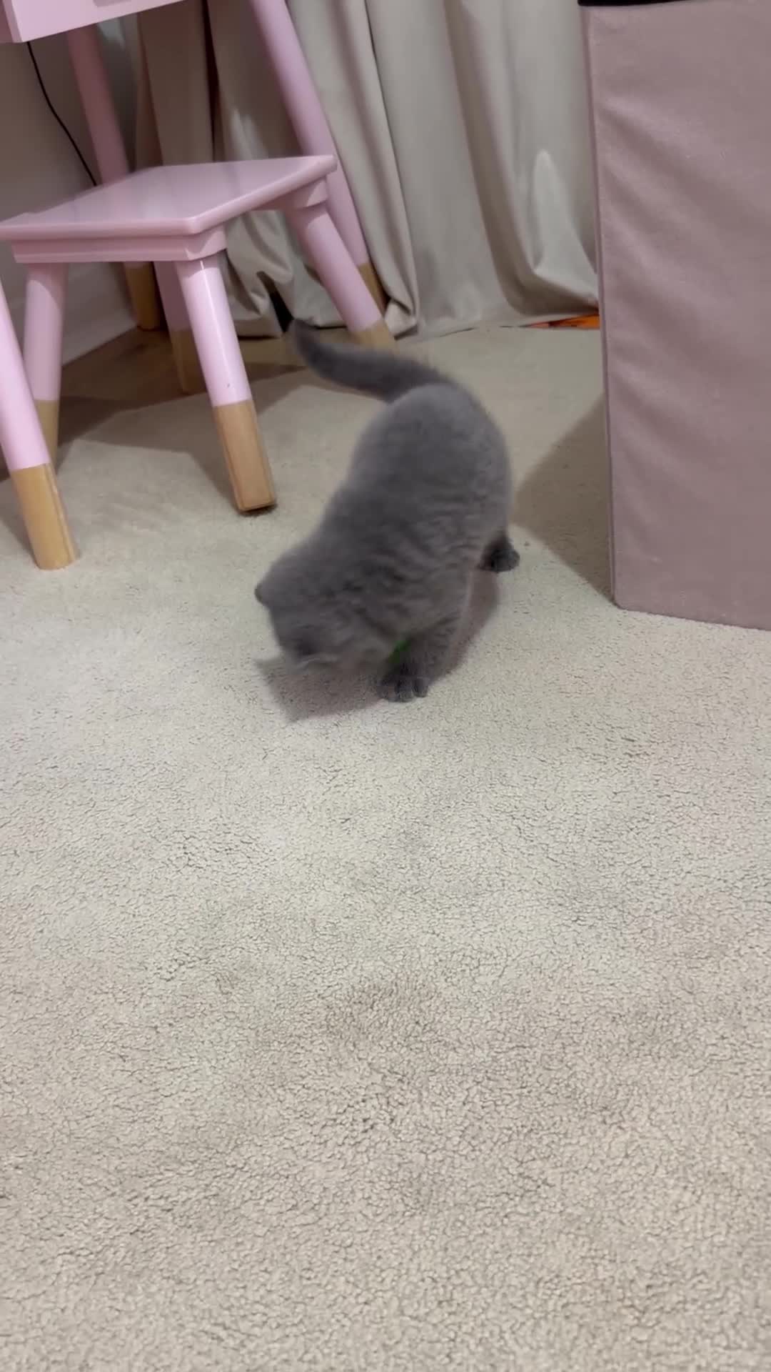 Scottish Fold cats for sale: Scottish Fold/ Straight kitties  - Video 1