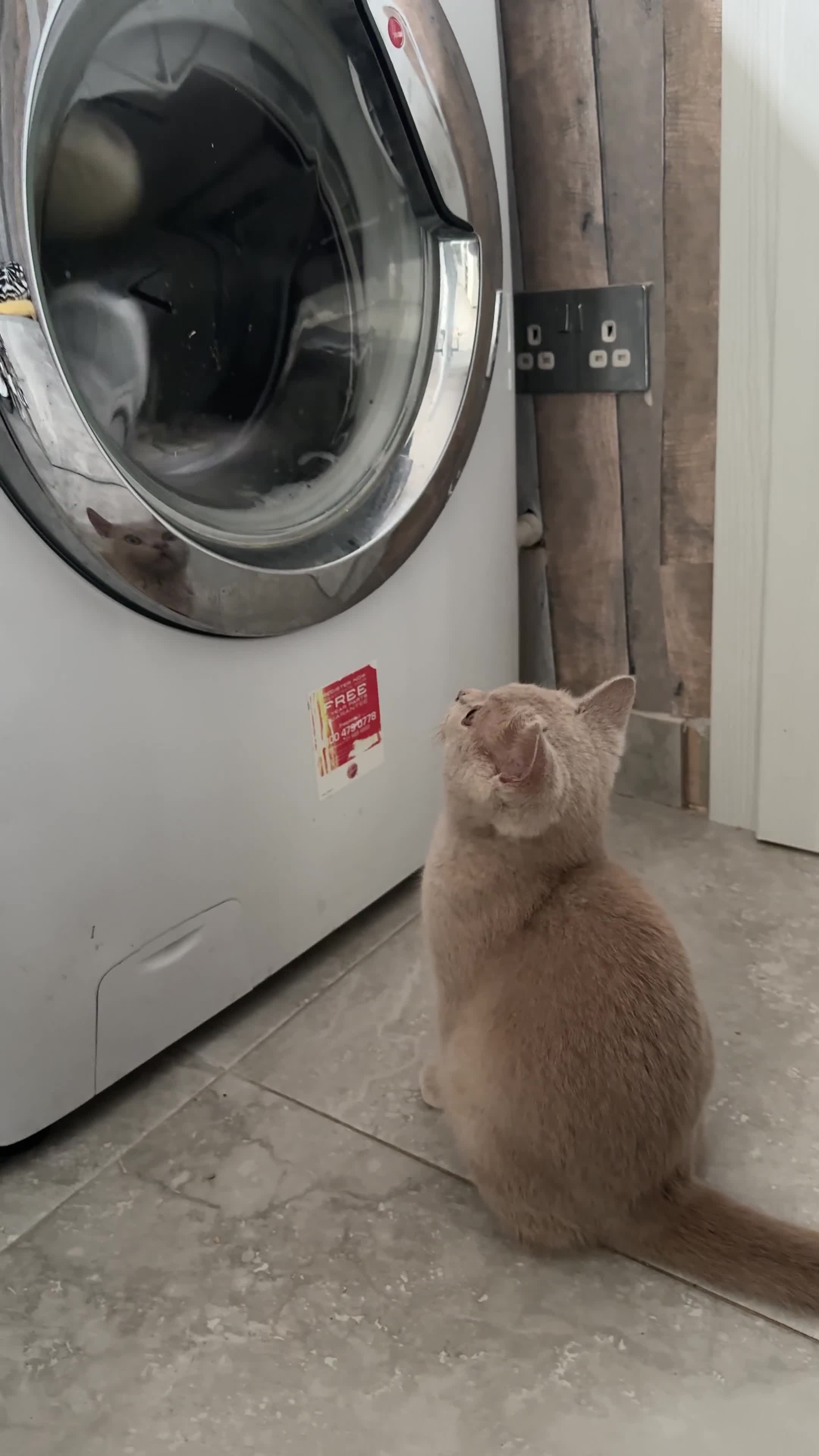 British Shorthair cats for sale: GCcf  boy BSH price reduced  - Video 1