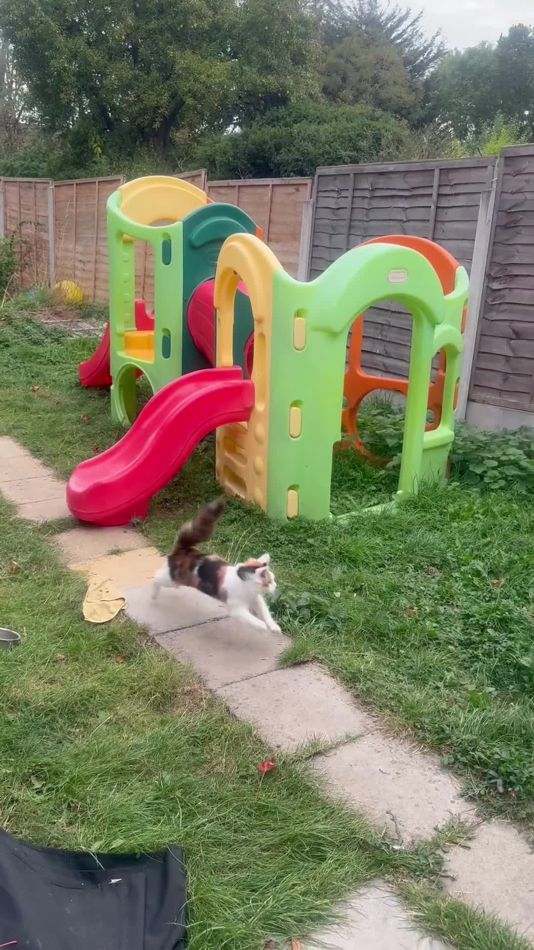 Maine Coon cats for sale: Mainecoon cross kitrens - Video 2