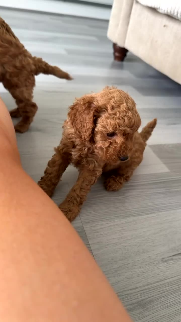 Cockapoo dogs for sale: READY TO LEAVE. LAST GIRL AVAILABLE  - Video 1