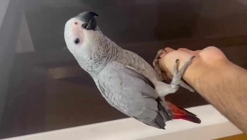 Parrots birds for sale: 🐦 African Grey Parrot for Sale  in Wingate - Video 1