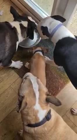 English Bull Terrier dogs for stud: FULL HEATH CHECKED QUALITY STUD 🥇 in Newport Pagnell - Video 2