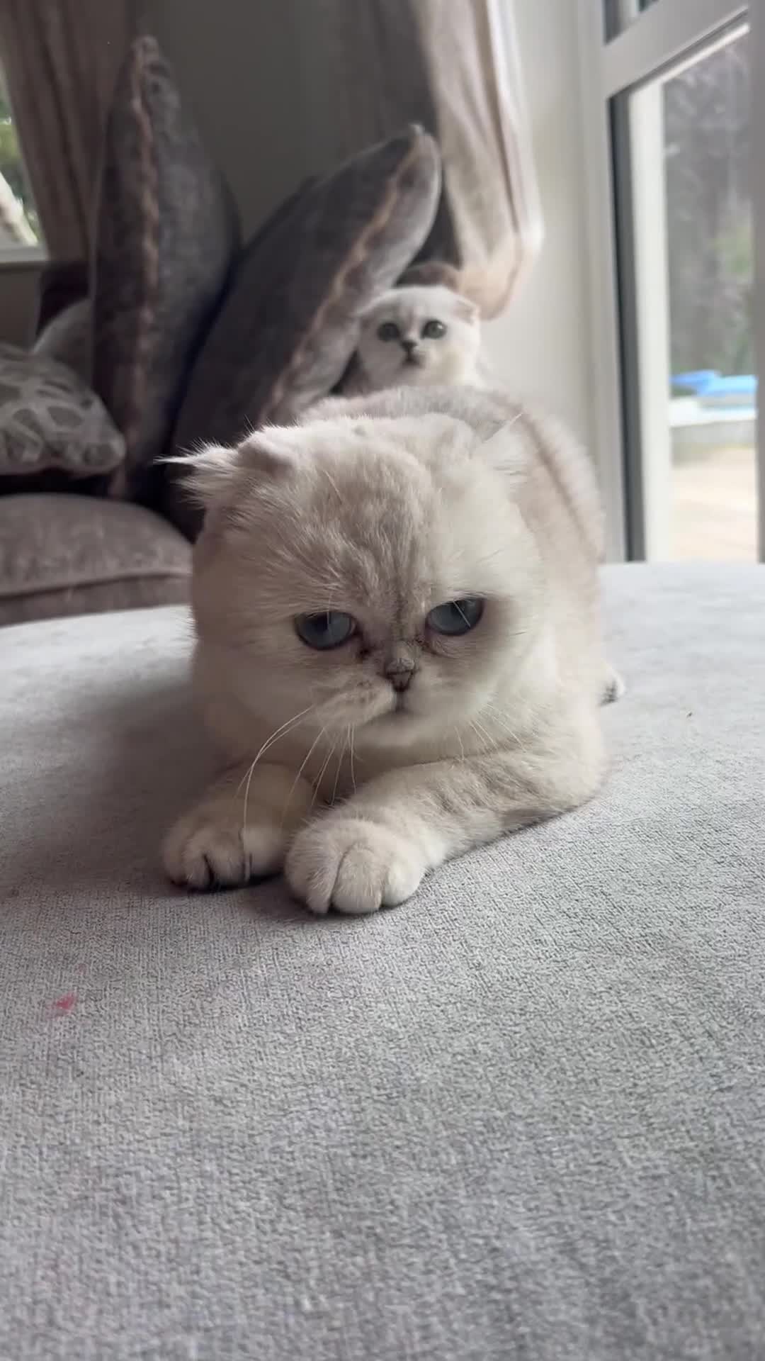 Scottish Fold cats for sale: TICA Active Queen  - Video 1