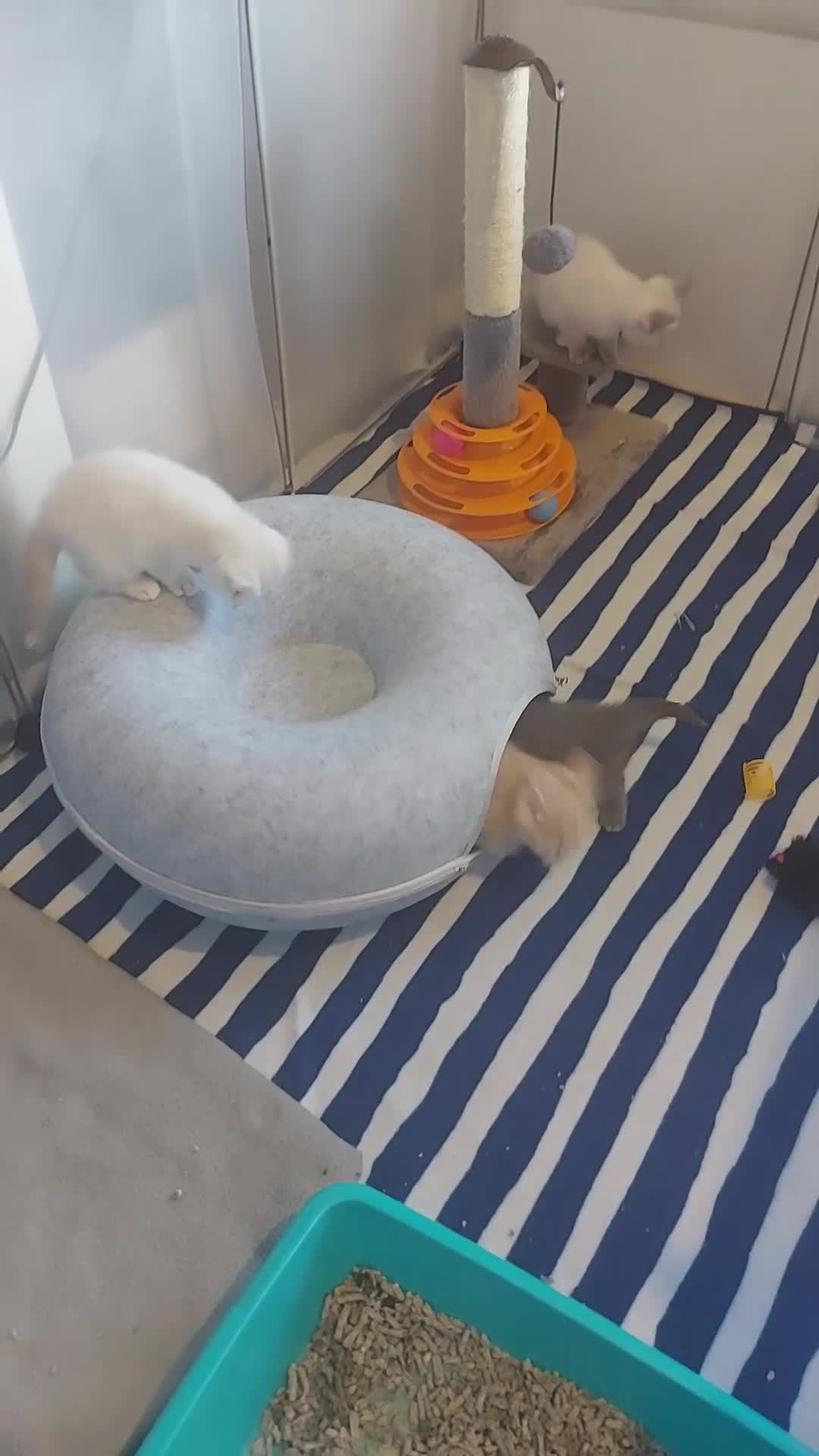 Scottish Fold cats for sale: Bradford scotish fold-british shorthair kittens  - Video 2