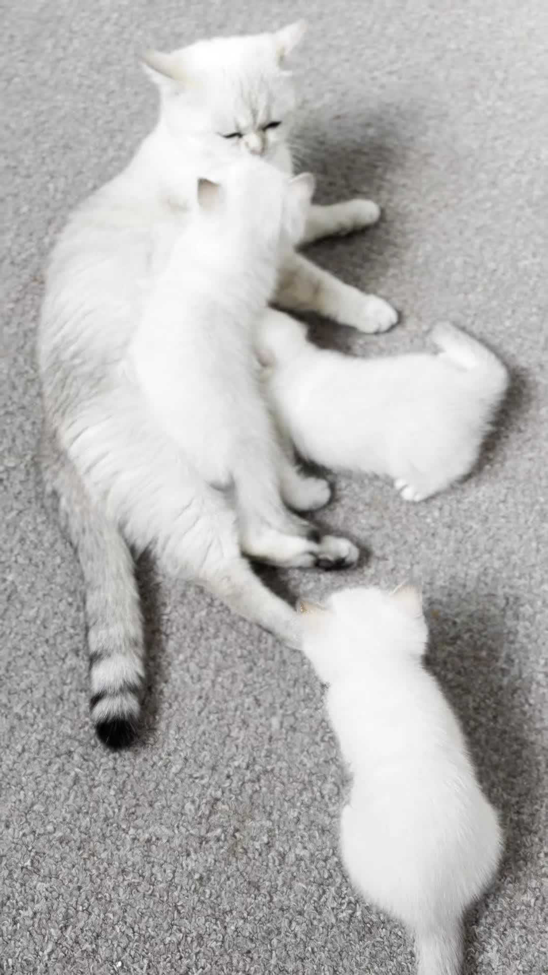 British Shorthair cats for sale: BSH Champion bloodlines TICA Kittens in Bedford - Video 1