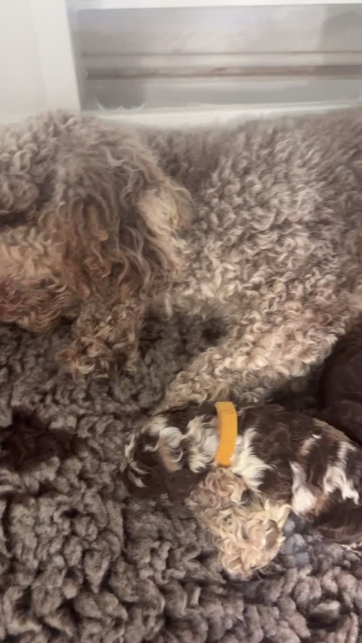 Cockapoo dogs for sale: Cockapoo puppies  - Video 1