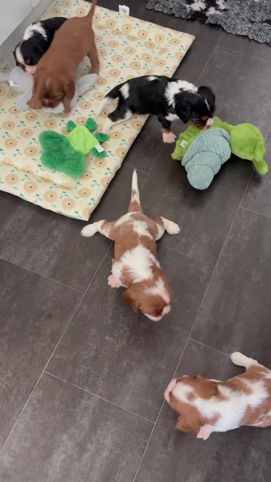 Cavalier King Charles Spaniel dogs for sale: KC registered parents/DNA tested. - Video 1