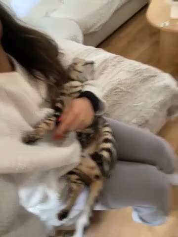 Bengal cats for sale: Stunning TICA REG UNSPAYED rosetted Bengal Queen - Video 1